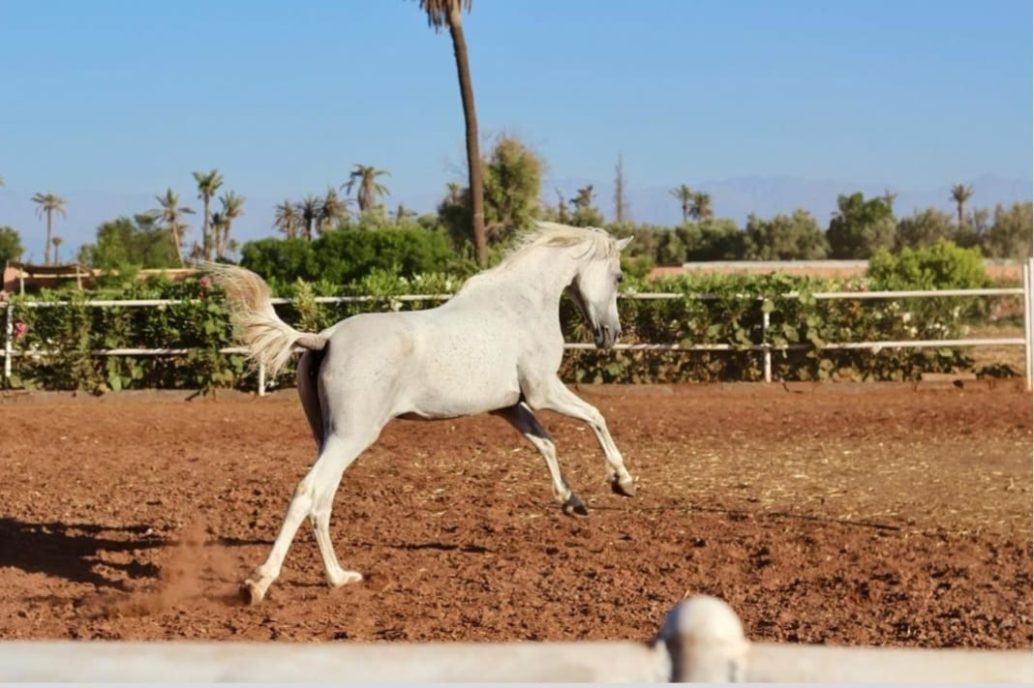 morocco horse riding