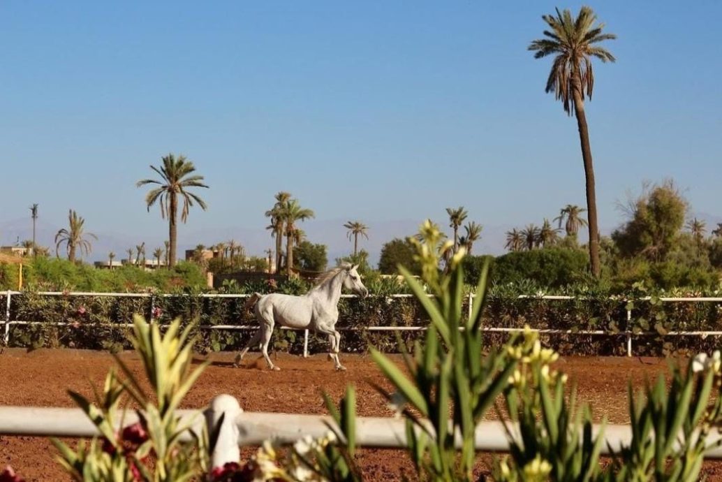 morocco horse reding